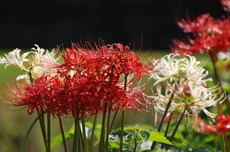 曼殊沙華